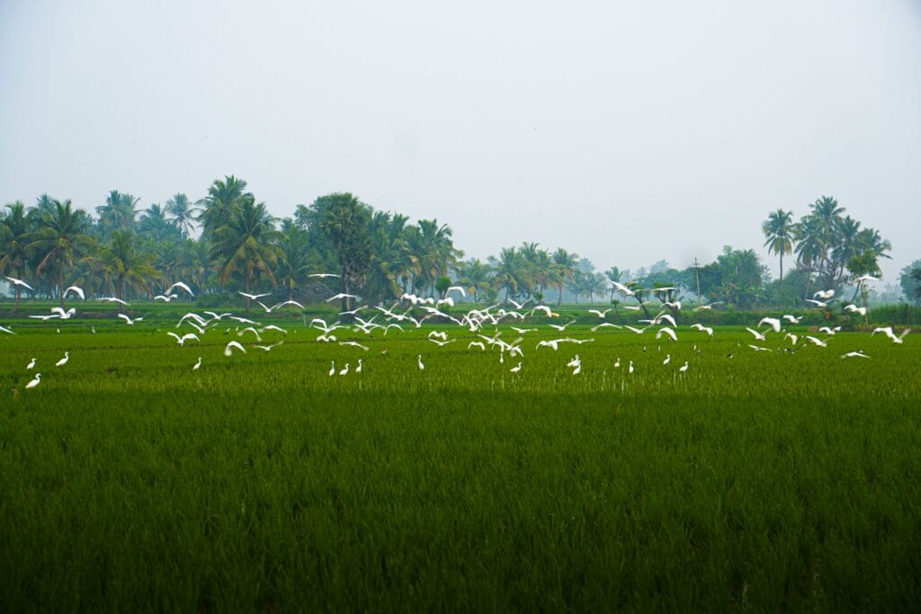 Monsoon season in India – lush landscapes and rain