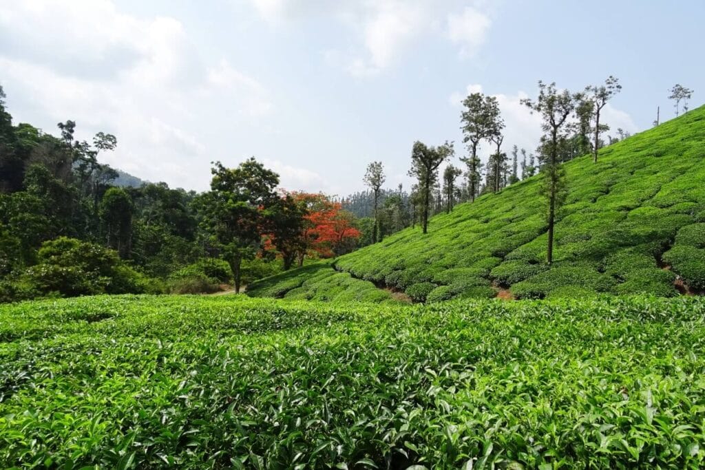 Chikmagalur coffee plantation hills