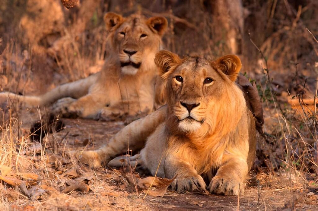 Gir National Park