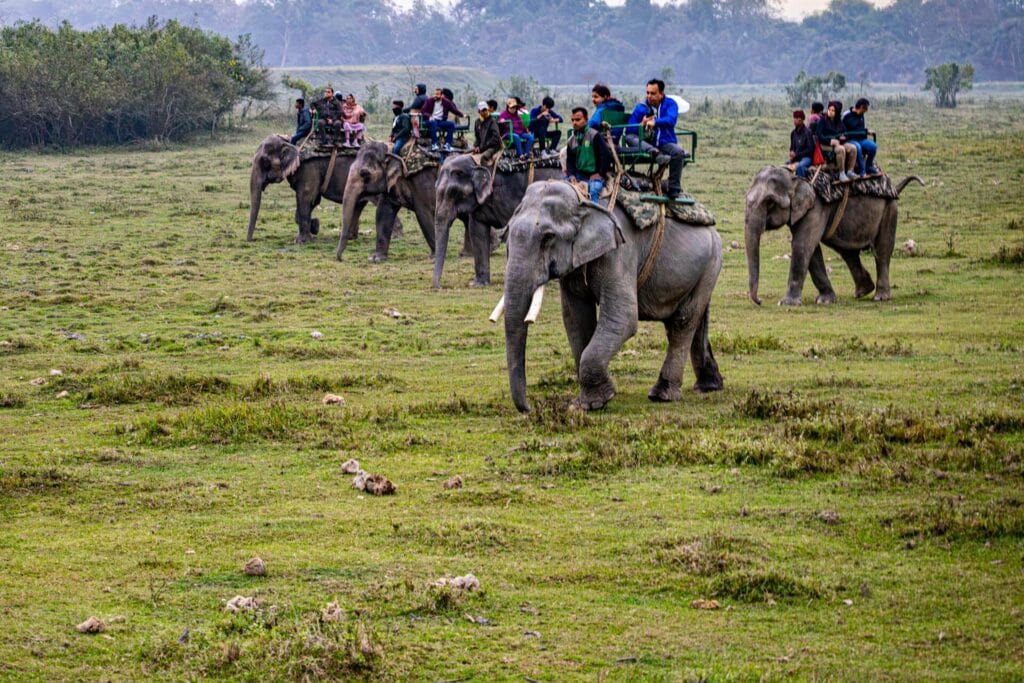 Wildlife safari tour in India