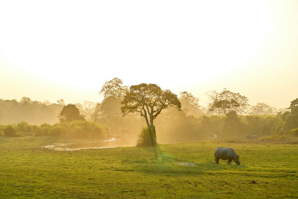 Rhinoceros in Kaziranga National Park