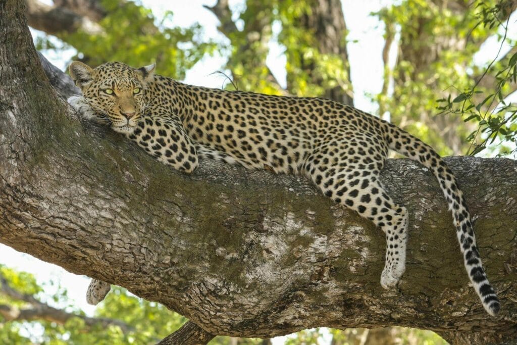 Leopard resting on tree in Kabini wildlife sanctuary India