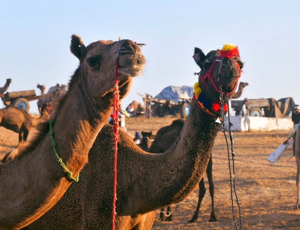 Pushkar Camel Fair Rajasthan with decorated camels and desert cultural festival