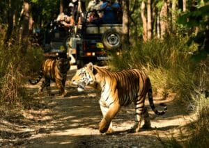 Best Wildlife Safari in India for First-Time Travelers
