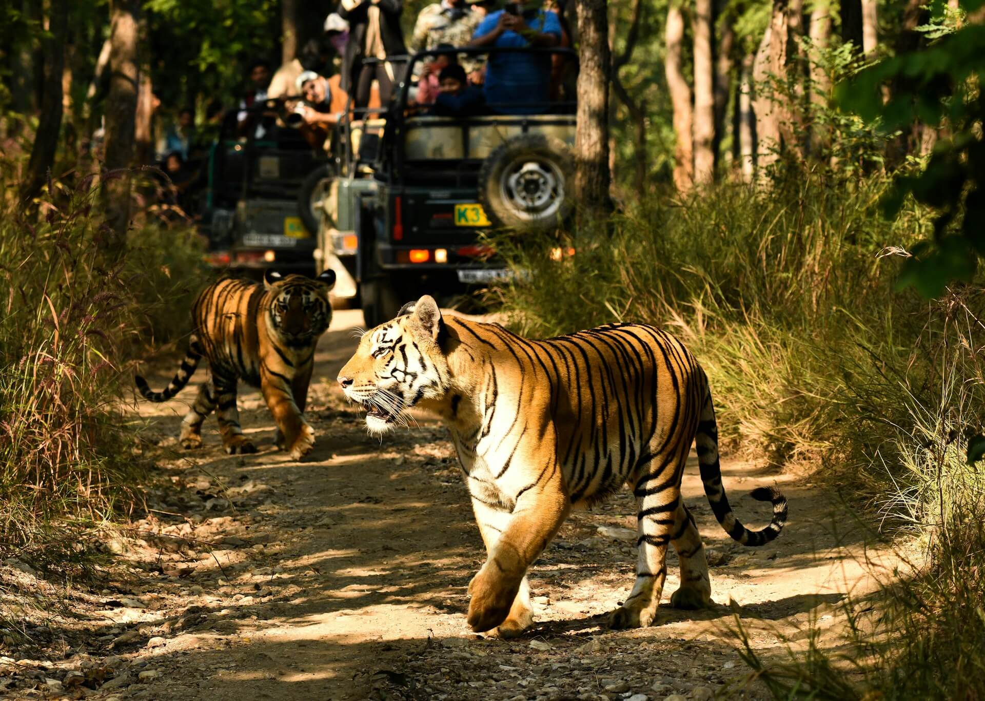 Best Wildlife Safari in India for First-Time Travelers