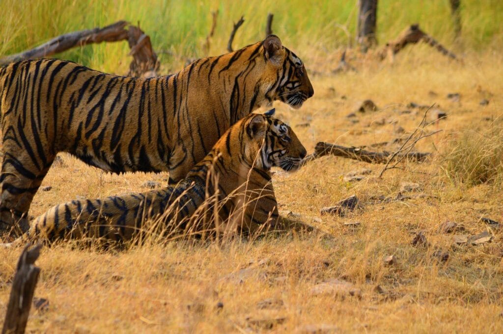 Bengal tiger spotted in Ranthambore National Park safari zone