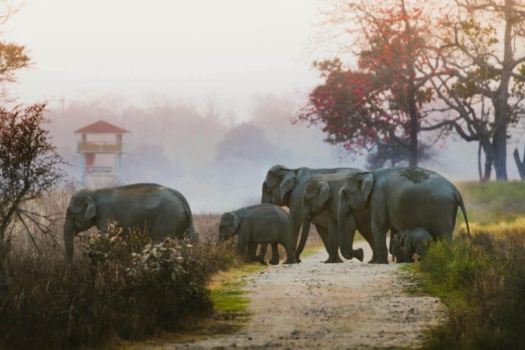 Elephant commonly seen on India safari tours